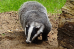 Badger