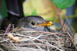 Bird nesting in hedgerow